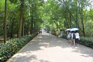 林荫小道漫步的行人