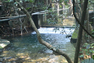 林间潺潺溪流美景