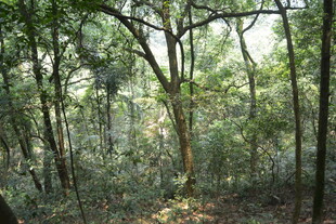 茂密森林中的自然景致