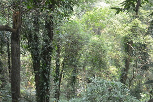 茂密森林绿意盎然景象