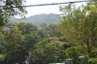 山林间葱郁的绿树景观