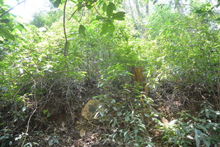 茂密丛林中的自然景致