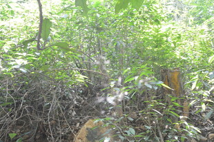 茂密丛林中的自然景象