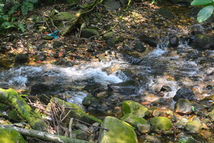山间潺潺溪流与绿植