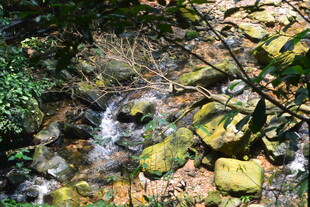 山间溪流潺潺 绿意盎然