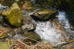 山间溪流与覆青苔石块