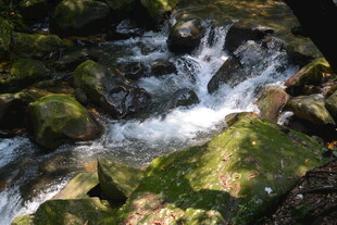 山间溪流潺潺过青苔石