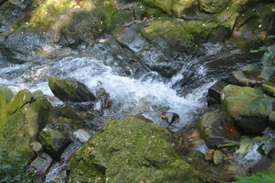 山间溪流潺潺 青苔覆石