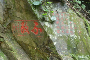 山间岩石上的绿色植物