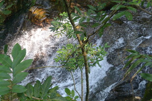 山间溪流旁的翠绿植物