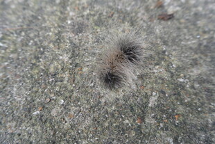 地面上的毛茸茸黑色小虫子