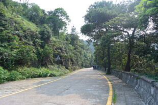 山间公路旁的葱郁树林