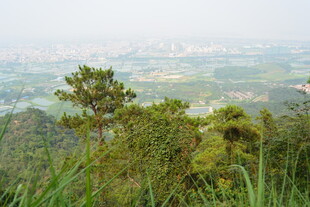 山顶俯瞰绿意盎然的城市景观