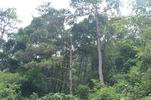 茂密森林中的高大树木