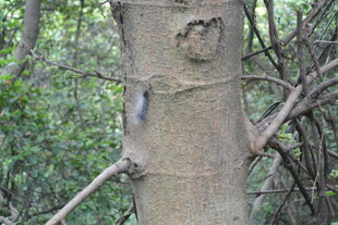树干上的奇特自然图案