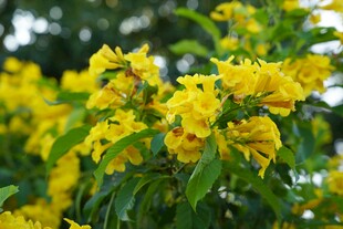 金黄灿烂的美丽花卉绽放