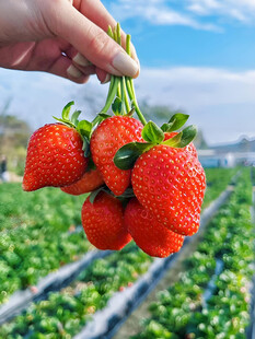 草莓栽培