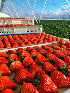 草莓栽培