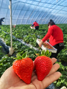 草莓栽培