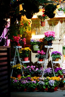 街头多彩花卉摊