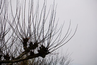 枝头鸟儿栖于光秃树枝