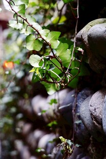 石缝间的翠绿生机