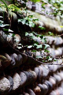 石墙上的翠绿藤蔓植物