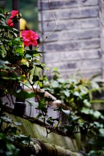 墙边绽放的艳丽红花朵