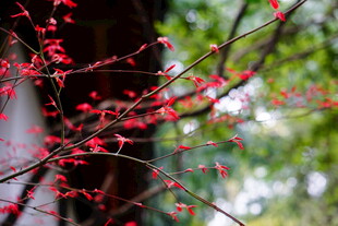 枝头红蕾绽 春意初显