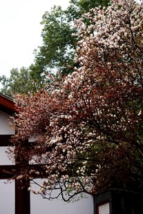 古宅旁盛开的绚烂繁花