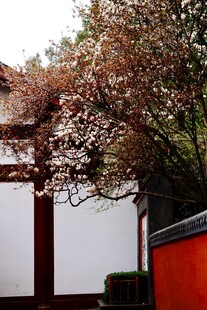 日式庭院中的樱花树