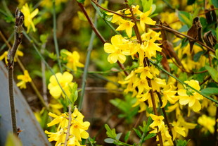 绽放的金黄迎春花