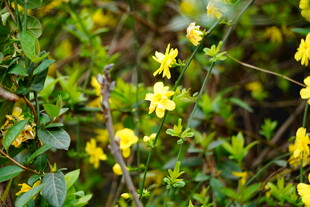 春日绽放的黄色小花