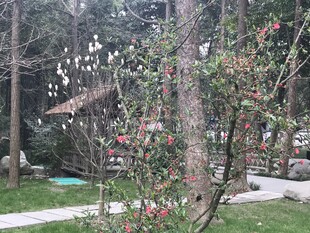 春日公园花木与小径景致