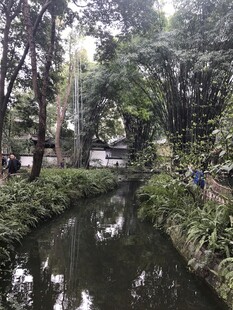 城市中静谧的溪边绿植景观