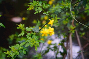 枝头绽放的明黄色小花