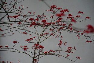 枝头红果映灰白天空