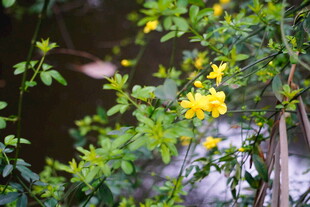 枝头绽放的明艳黄色小花