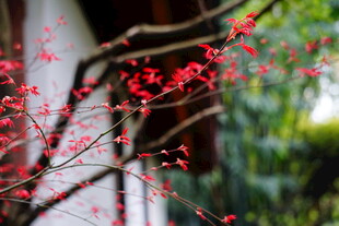 红枝绽花 一抹春日雅韵