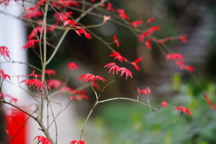 红枝绽放的艳丽花卉