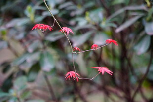 枝头绽放的红色羽叶