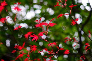 娇艳红花朵朵绽于绿叶间