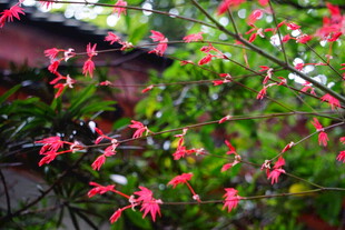 娇艳红花朵朵绽枝头