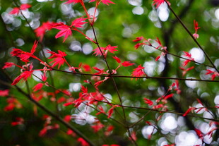枝头绽放的娇艳红花朵