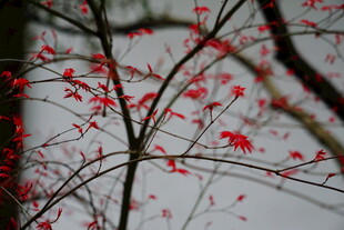 红果缀枝 尽显自然之美