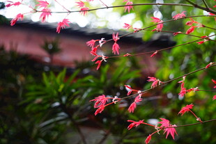 枝头红枫绽 绿意伴春色