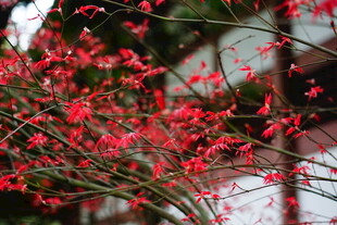 娇艳红枝绽 春日好景致