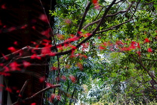 枝头红果映绿叶