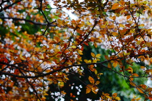 秋日斑斓树叶景观