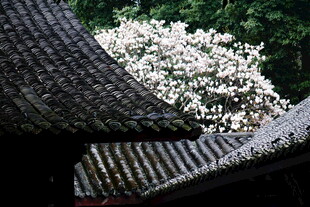 古瓦檐下绽放的洁白繁花